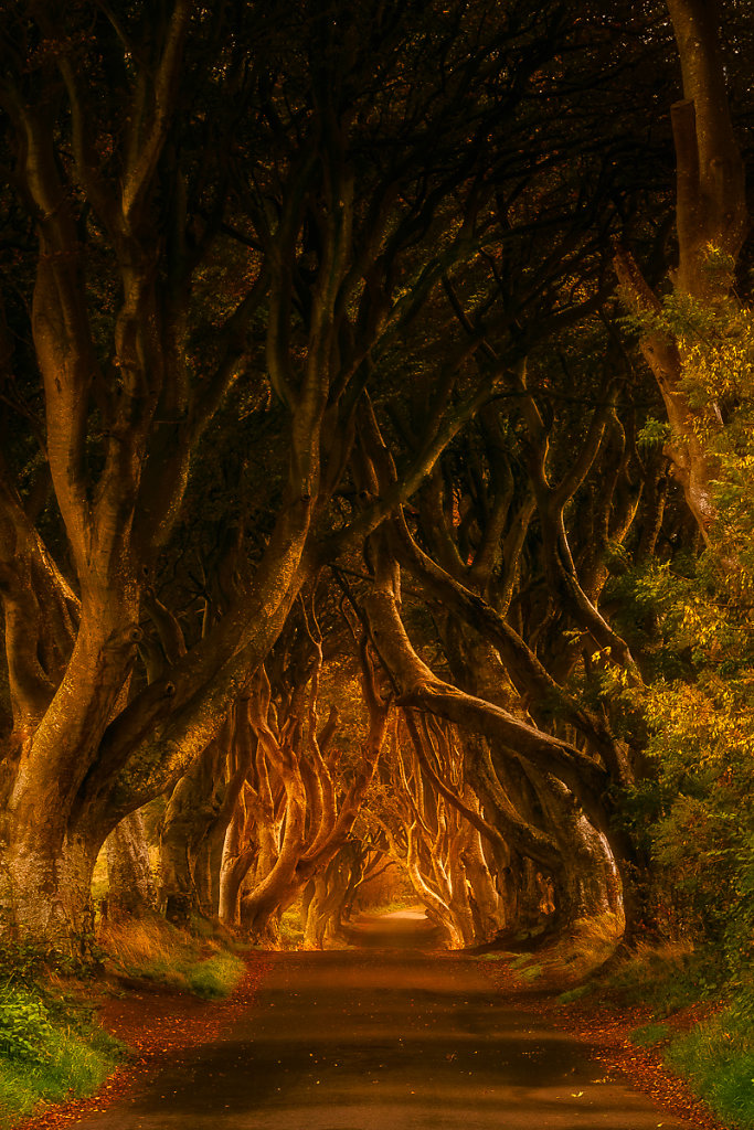 Dark Hedges